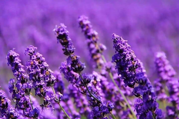 Beijing Day Tour: Mutianyu Great Wall & Oriental Provence Lavender Manor photo 5
