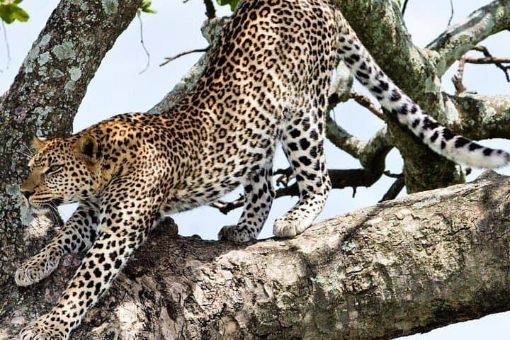 2-Day Tarangire and Ngorongoro Crater Safari — Big Five, Baobabs & Caldera Views photo 2