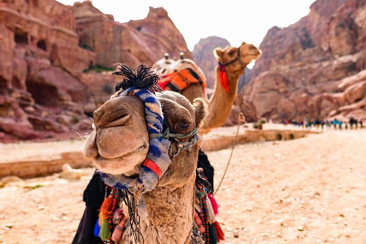 4-Day Jordan Highlights: Jerash, Petra & Wadi Rum Overnight from Sheikh Hussein Border photo 2