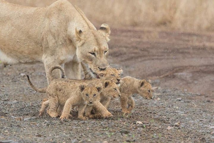 5-Day Luxury Lesotho, Drakensberg and Big-5 Safari from Durban photo 4