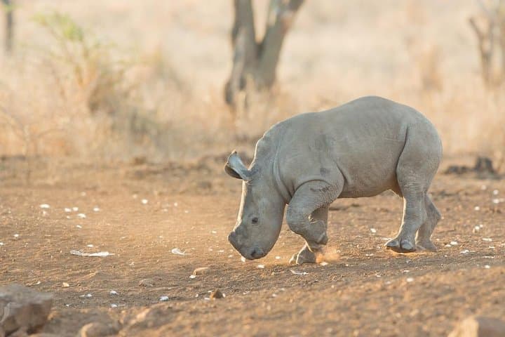 5-Day Luxury Lesotho, Drakensberg and Big-5 Safari from Durban photo 3