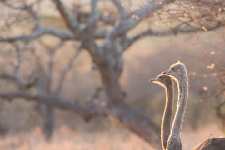 5-Day Luxury Lesotho, Drakensberg and Big-5 Safari from Durban photo 6