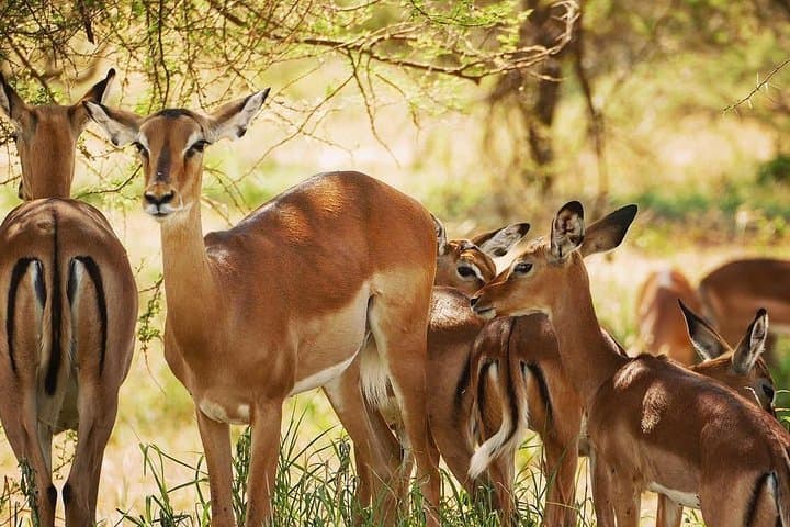 2-Day Camping Safari: Tarangire to Ngorongoro Crater