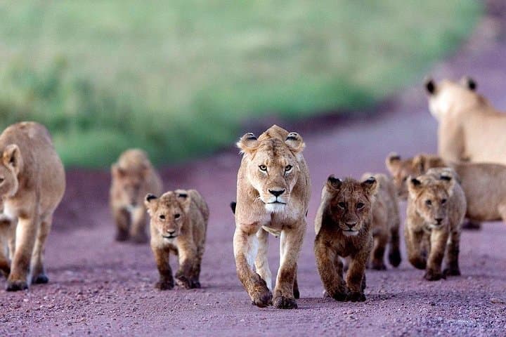 2-Day Camping Safari: Tarangire to Ngorongoro Crater photo 3