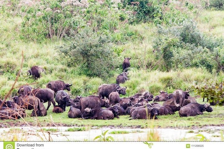 2-Day Camping Safari: Tarangire to Ngorongoro Crater photo 5