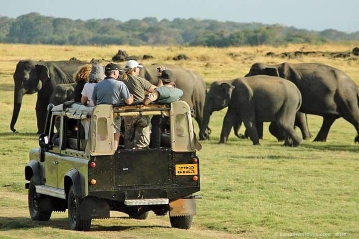 Evening Private Safari at Udawalawe National Park: Close-Up Elephant Encounters photo 2