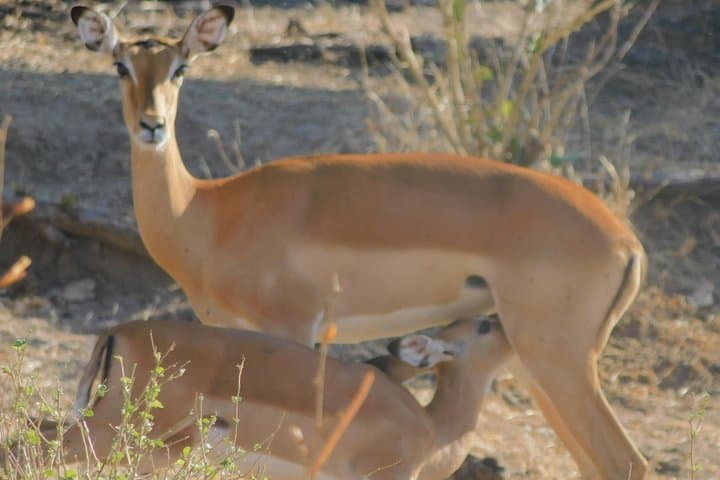 Trekking Tanzania's Southern Circuit: Nyerere (Selous) & Udzungwa Mountain Trails photo 3