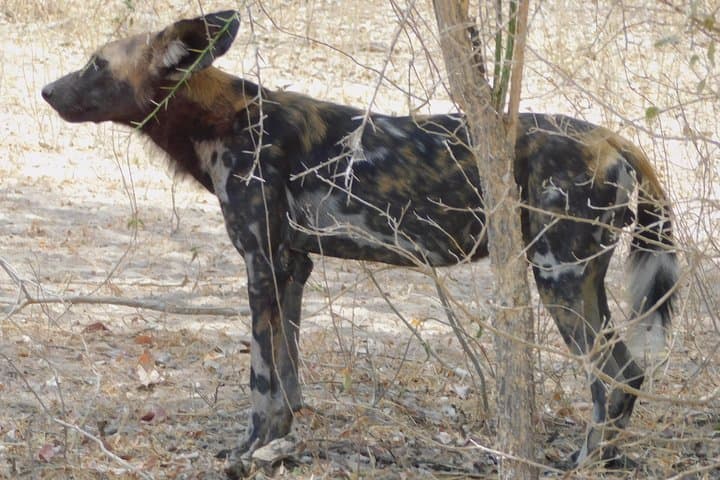 Trekking Tanzania's Southern Circuit: Nyerere (Selous) & Udzungwa Mountain Trails photo 4