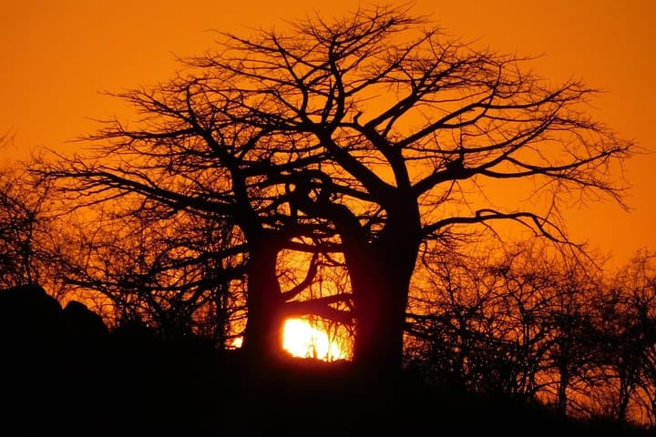 Trekking Tanzania's Southern Circuit: Nyerere (Selous) & Udzungwa Mountain Trails