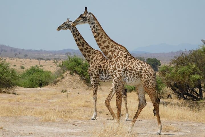 Trekking Tanzania's Southern Circuit: Nyerere (Selous) & Udzungwa Mountain Trails photo 6