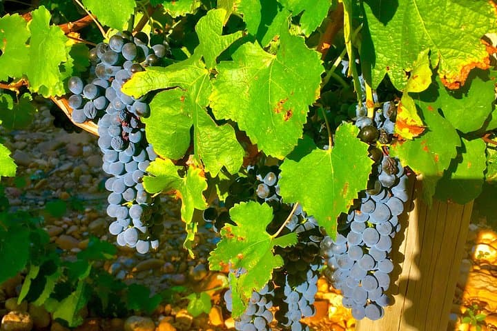Half-Day Provence Cru Wine Tour from Avignon — Châteauneuf-du-Pape & Gigondas Tastings photo 4