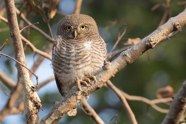 Golden Triangle India: 7-Day Private Tour with Bharatpur Bird Sanctuary photo 3