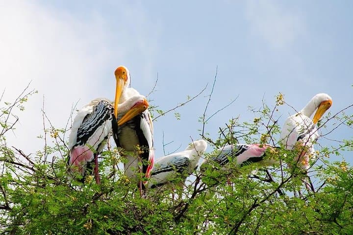 Golden Triangle India: 7-Day Private Tour with Bharatpur Bird Sanctuary