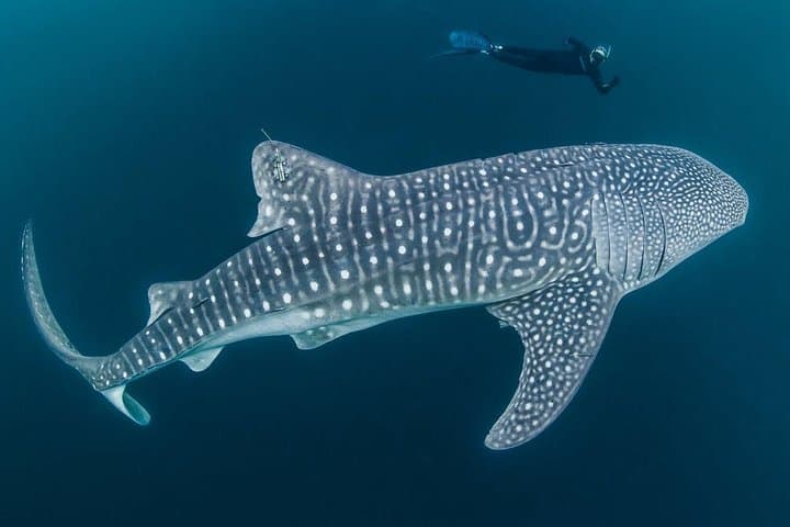 Oslob Whale Sharks, Sumilon Sandbar & Kawasan Falls: Full-Day South Cebu Adventure
