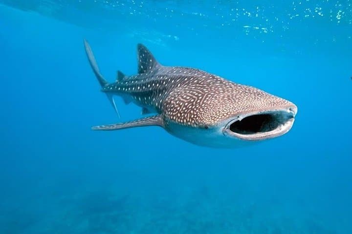 Oslob Whale Sharks, Sumilon Sandbar & Kawasan Falls: Full-Day South Cebu Adventure photo 2