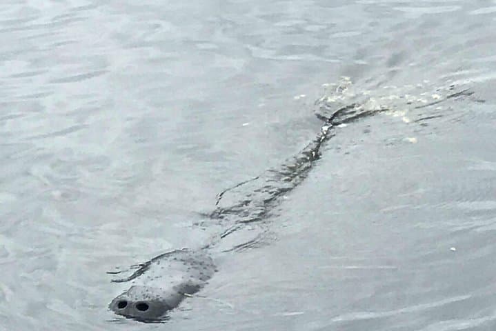Majestic Nature Cruise: Dolphin & Manatee Tours on the Indian River Lagoon photo 2