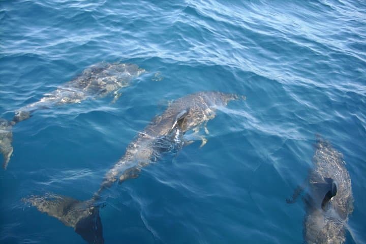 Majestic Nature Cruise: Dolphin & Manatee Tours on the Indian River Lagoon