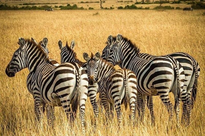 3-Day Mid-Range Safari to Tarangire, Lake Manyara & Ngorongoro Crater photo 1