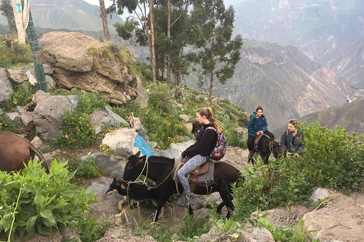 3-Day Colca Canyon Trek from Arequipa with Transfer to Puno photo 5
