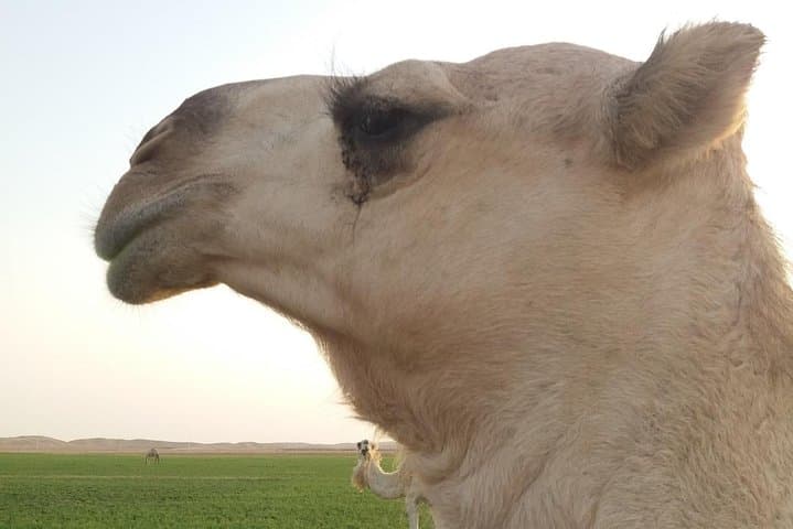 Private Saudi Arabia Cultural & Desert Expedition with German Guide