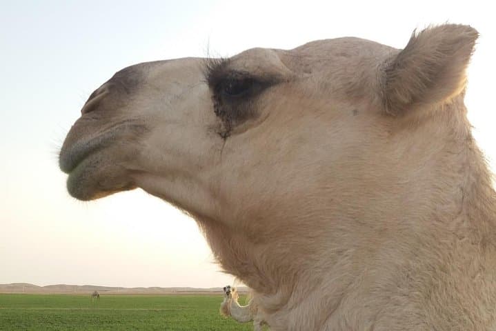 Private Saudi Arabia Cultural & Desert Expedition with German Guide photo 4