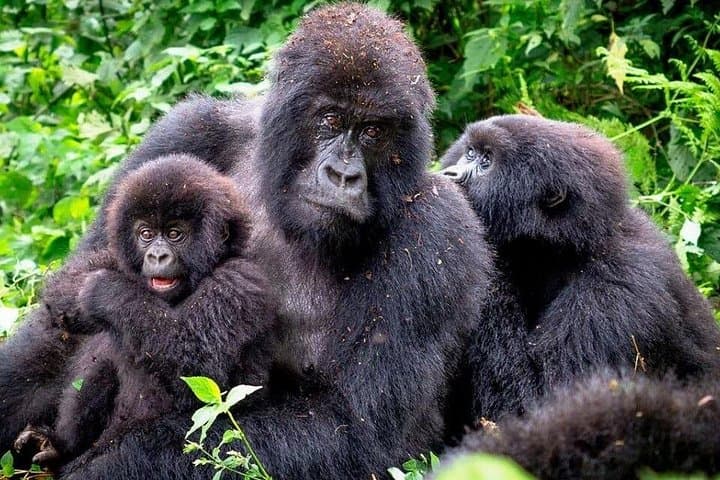 Gorilla Trekking & Lake Bunyonyi: 3-Day Wild Uganda Safari