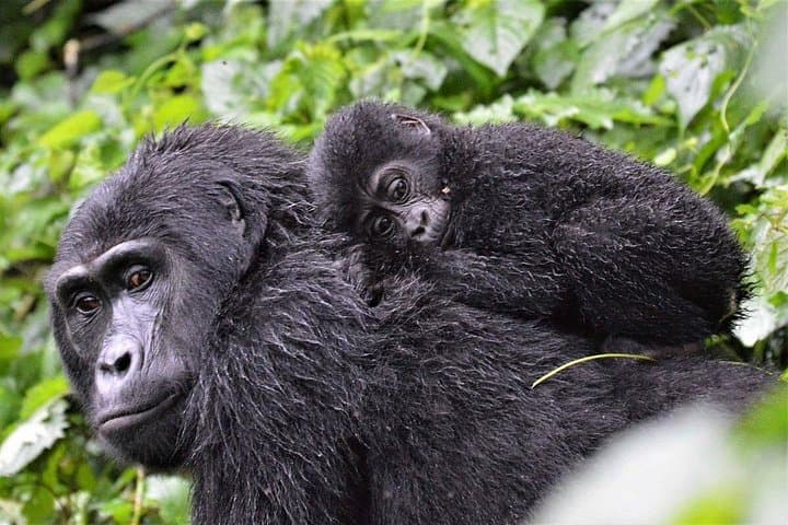 Gorilla Trekking & Lake Bunyonyi: 3-Day Wild Uganda Safari photo 2