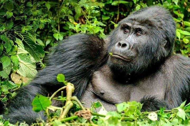 Gorilla Trekking & Lake Bunyonyi: 3-Day Wild Uganda Safari photo 3
