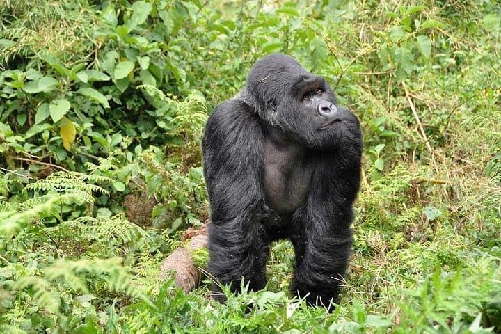 Gorilla Trekking & Lake Bunyonyi: 3-Day Wild Uganda Safari photo 4