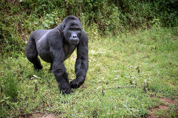 Gorilla Trekking & Lake Bunyonyi: 3-Day Wild Uganda Safari photo 5