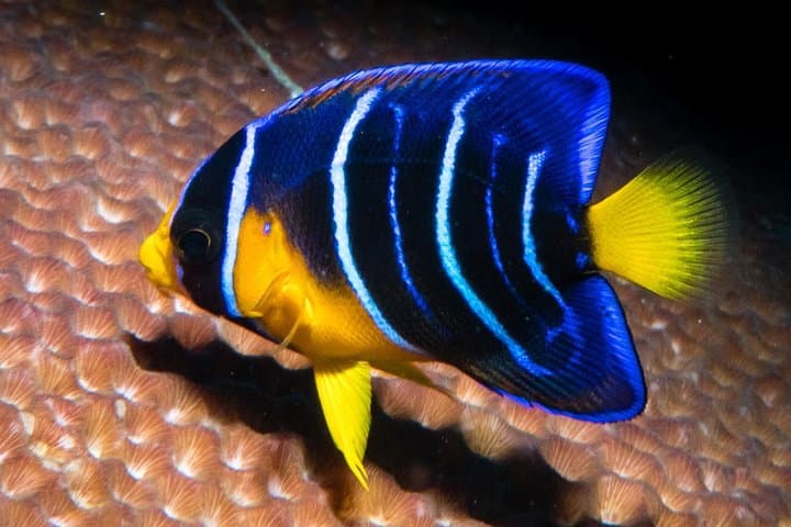 Introductory Scuba in Cozumel Marine Park: Private Pool Training & Two Reef Dives photo 6