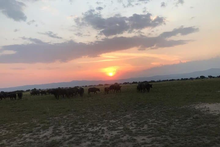 16-Day Uganda Wildlife Safari Holiday: Gorillas, Chimps & Murchison Falls
