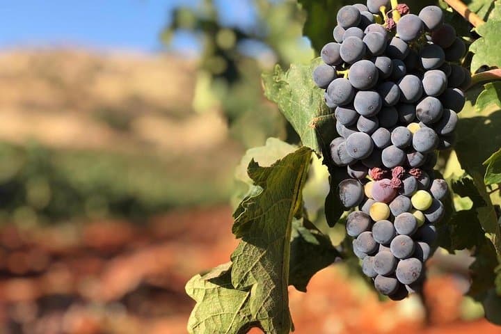 South Lebanon Wine Wander: Boutique Wineries & Village Tastings from Beirut