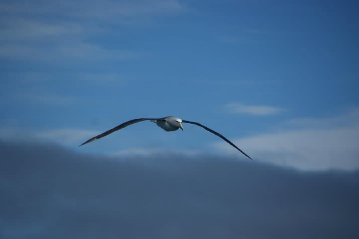 Historic Fox II Sailing in Akaroa Harbour — Hector's Dolphins & Coastal Wildlife Tour photo 3