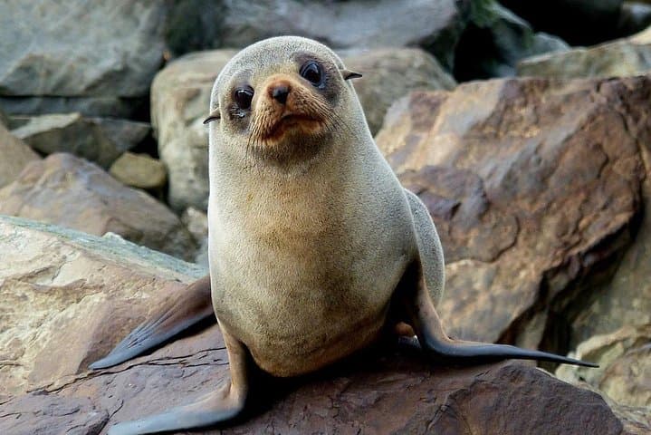 Historic Fox II Sailing in Akaroa Harbour — Hector's Dolphins & Coastal Wildlife Tour photo 5