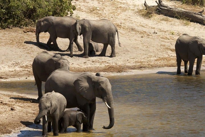 Chobe Day Trip from Livingstone: River Cruise and Big-Game Safari in Chobe National Park photo 3