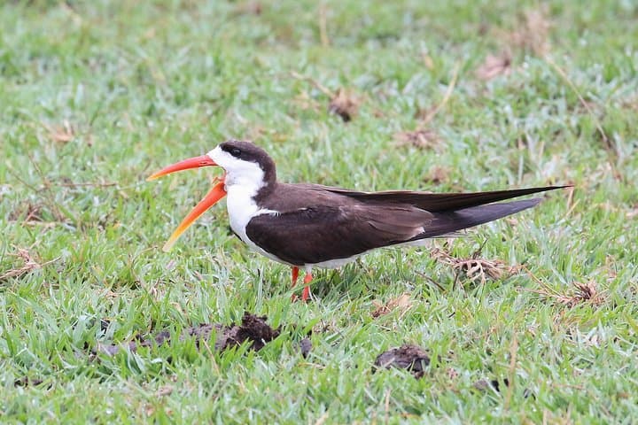 Chobe Day Trip from Livingstone: River Cruise and Big-Game Safari in Chobe National Park photo 5