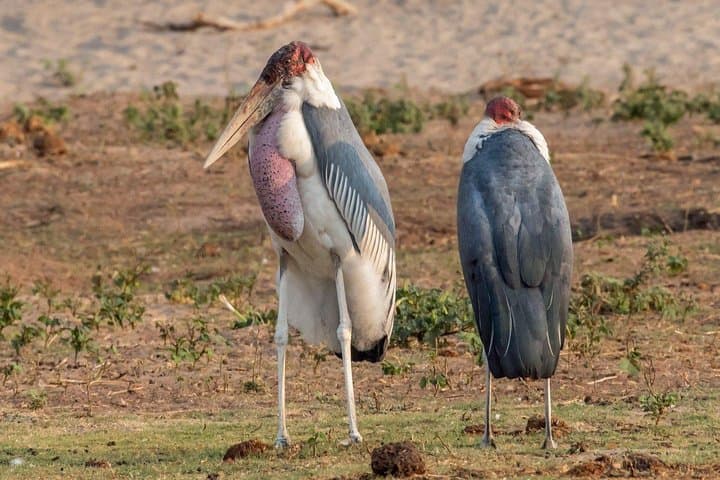 Chobe Day Trip from Livingstone: River Cruise and Big-Game Safari in Chobe National Park photo 6