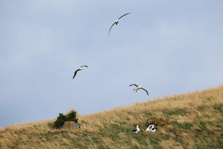 Dunedin to Taiaroa Head: Wildlife Cruise & Otago Peninsula Bus Tour photo 4