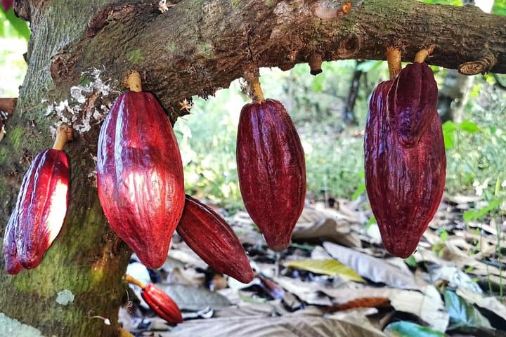 Manuel Antonio Chocolate Tour — Cacao, Coffee & Trapiche Experience photo 2