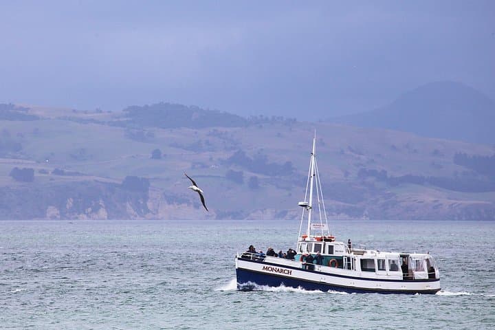 Dunedin to Taiaroa Head: Wildlife Cruise & Otago Peninsula Bus Tour photo 3