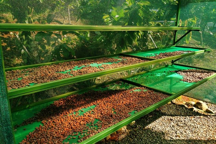 Manuel Antonio Chocolate Tour — Cacao, Coffee & Trapiche Experience photo 3