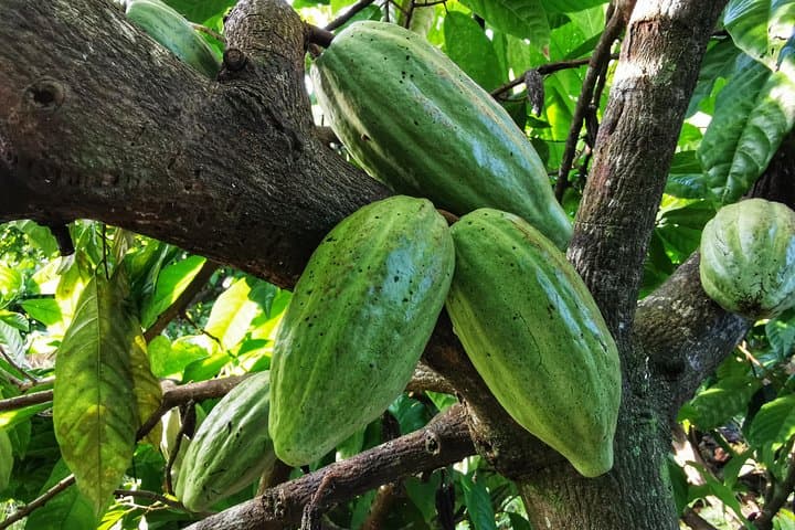 Manuel Antonio Chocolate Tour — Cacao, Coffee & Trapiche Experience photo 4