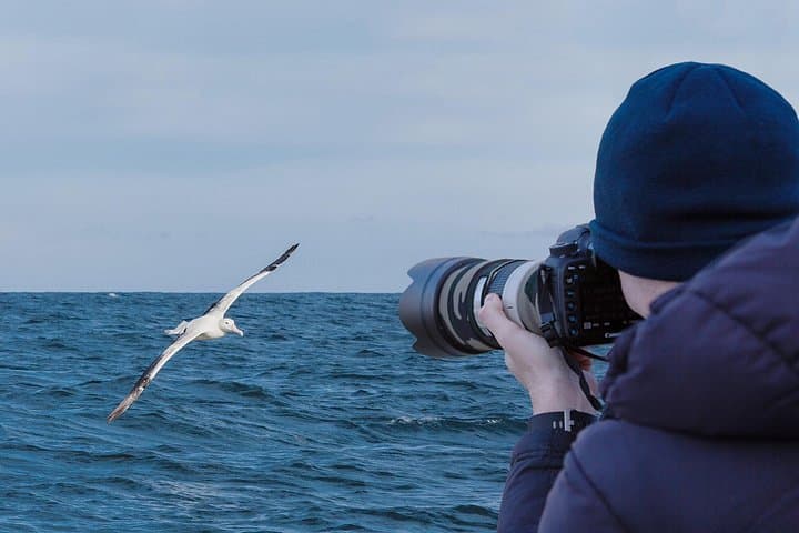 Dunedin to Taiaroa Head: Wildlife Cruise & Otago Peninsula Bus Tour photo 2