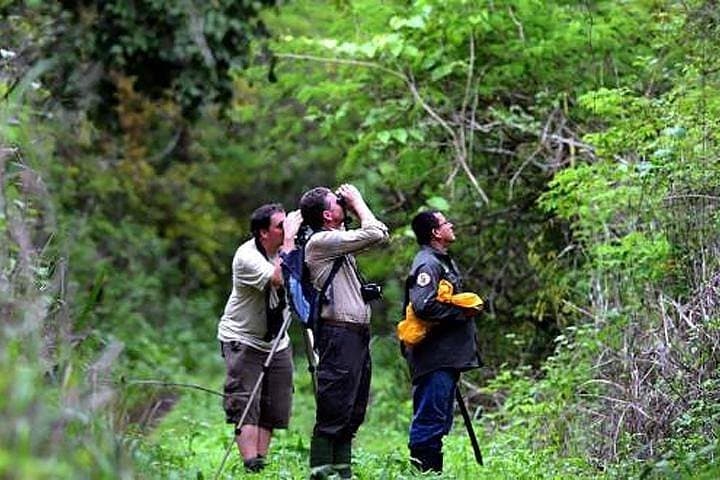 Half-Day Birdwatching in Cerro Blanco: Birding Tour from Guayaquil