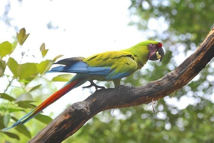 Half-Day Birdwatching in Cerro Blanco: Birding Tour from Guayaquil photo 2