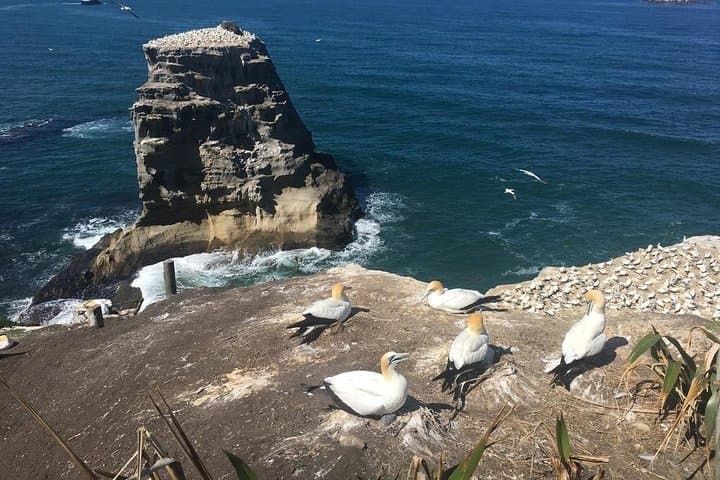 Muriwai Beach & Gannet Colony Private Tour — Black Sand, Surf and Wine Tasting photo 6