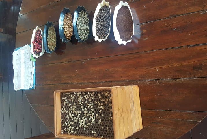 Blue Mountain Coffee Tour from Runaway Bay — Hike, Roast, Sip in Jamaica’s Highlands photo 6