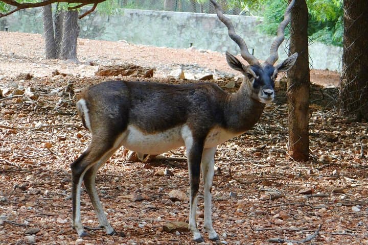 India Tiger Tour: Bandhavgarh, Kanha & Pench with Khajuraho Temples photo 3