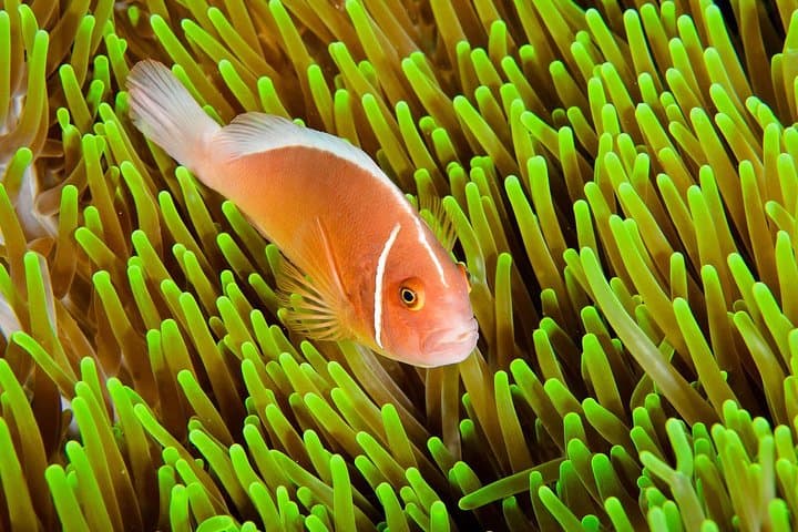 Try Scuba Diving on Nusa Penida: Intro Dive for Non-Certified Divers photo 2